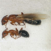 Two Carpenter Ants on their side, showing a large Carpenter Ant next to a smaller or average size Carpenter Ant 