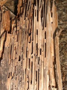 A large amount of damage done to wood due to Carpenter Ants 