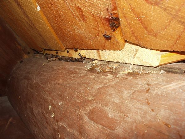 Carpenter ants nesting in the wood of someone's home 