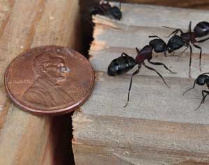 Black Carpenter Ants similar in size to a penny nearby