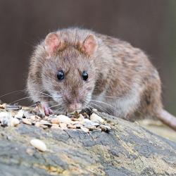 rat-on-rock gray rat on a rock with pebbles