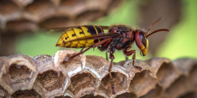 wasp-on-nest Wasp standing on the edge of it's hive.