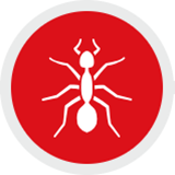 Ant