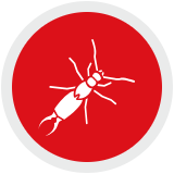 Earwig