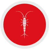 Silverfish